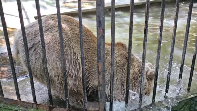 One big bear is washing his face in reservoir at zoo Skazka.