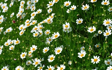 White daisies on a green meadow. Green grass and wildflowers on a background. natural beauty in the white floral garden. camomile meadow.
