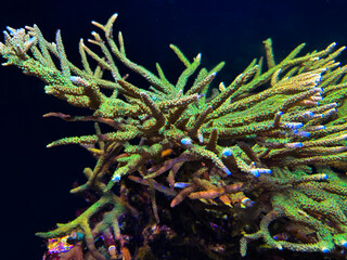 Underwater Splendor: The Coral Forest