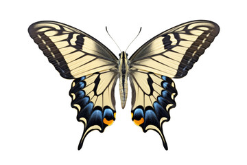 Obraz premium top view of butterfly European Swallowtail on a cutout PNG transparent background. Blue and yellow butterfly