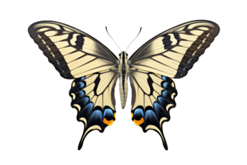 top view of butterfly European Swallowtail on a cutout PNG transparent background. Blue and yellow butterfly