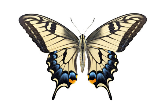 top view of butterfly European Swallowtail on a cutout PNG transparent background. Blue and yellow butterfly