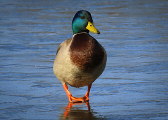 Samiec krzyżówki na lodzie © Joanna