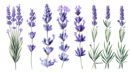 Watercolor illustrations of lavender flowers in various stages of bloom