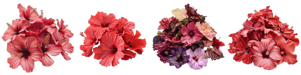 Hibiscus Flower Pile Of Heap Of Piled Up Together Hyperrealistic Highly Detailed Isolated On Transparent Background Png File
