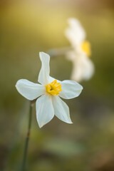 Kwiaty wiosenne, biały narcyz, ujęcie z bliska
