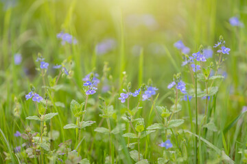 Niebieskie polne kwiaty na rozmytym tle, sezon wiosenny - obrazy, fototapety, plakaty