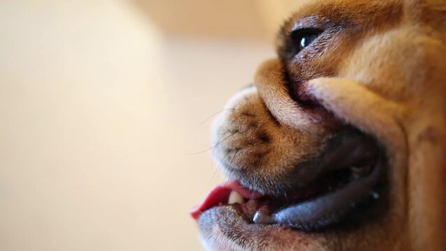 Profile of english bulldog looking away with it tongue hanging out