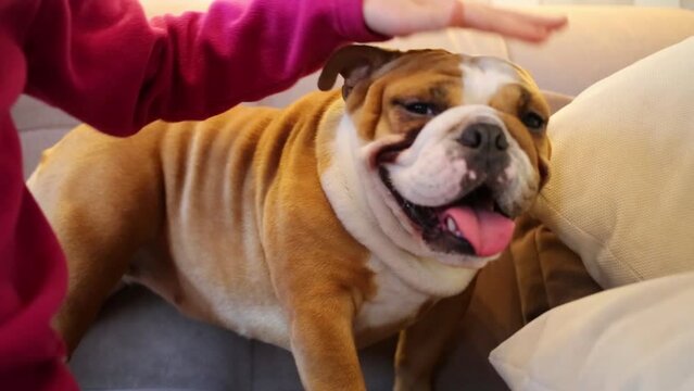 Hand of girl strokes english bulldog among pillows on sofa