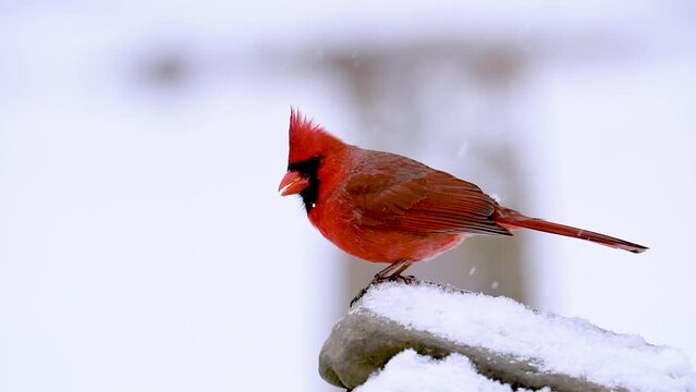 Birds in our yard, here in Windsor in Upstate NY, during a January Snow Storm. Winter in Broome County is a struggle for the Animals too. Red Male Cardinal in the yard while snowing.
