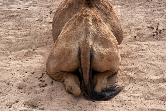Liegendes Kamel von hinten - R&uuml;ckansicht von einem Dromedar (Camelus dromedarius) in Nahaufnahme im Sand
