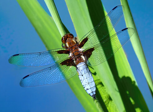 Plattbauch (Libellula depressa) m&auml;nnliche Libelle sitzt an gr&uuml;nem Schilf - Baden-W&uuml;rttemberg, Deutschland