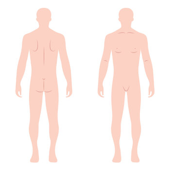 Human body silhouette front and back on white background, PNG
