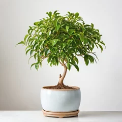 Tuinposter Illustration of potted Ficus benjamina plant white flower pot isolated  weeping fig tree white background indoor plants © BARETH