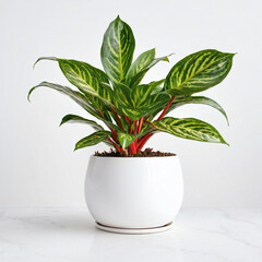 Illustration of potted Aglaonema plant white flower pot isolated white background indoor plants