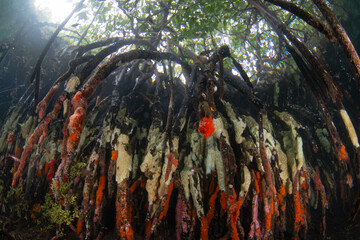 Colorful sponges grow on mangrove prop roots in Raja Ampat, Indonesia. This tropical region supports the greatest marine biodiversity on the planet.