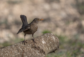 female Common Blackbird on top of the branches	