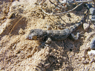 East Canary Gecko, Wall gecko Tarentola angustimentalis, on stone, Canary Islands, Fuerteventura