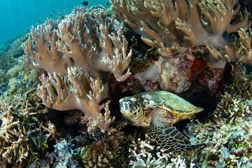 A Hawksbill sea turtle, Eretmochelys imbricata, rests on a shallow coral reef in Raja Ampat. This reptile is an endangered species, often sought for its meat and valuable shell.