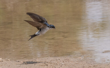 Common House Martin flying over the pond	