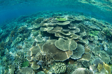 A variety of corals thrive on a scenic, shallow coral reef in Raja Ampat, Indonesia. This tropical...