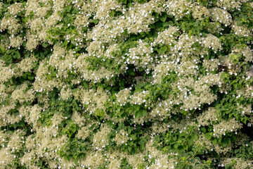 Selective focus of white flower Climbing hydrangea covered the house wall with green leaves, Hydrangea petiolaris is a species of flowering plant in the family Hydrangeaceae, Nature floral background.