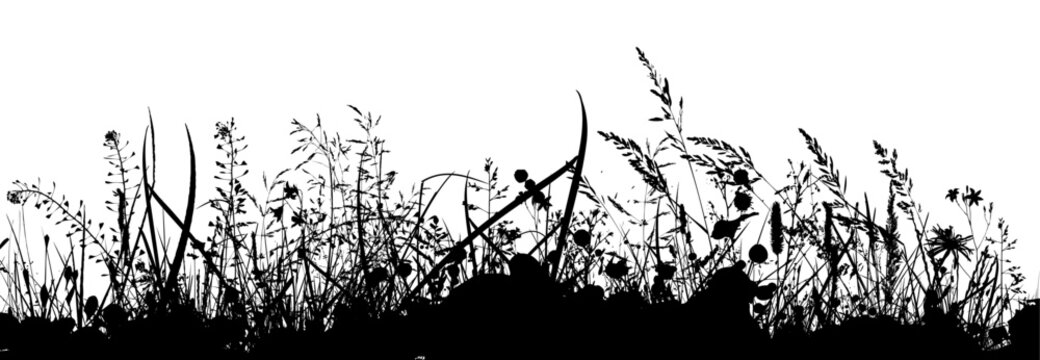 Black silhouette of grass. Skyline. Floral background. Wild grass. hand drawing. Not AI . Vector illustration.