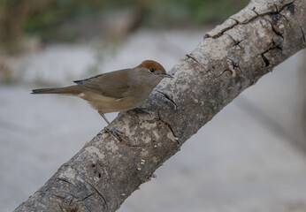 female eurasian blackcap on the branch	