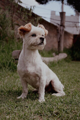 small dog in the garden