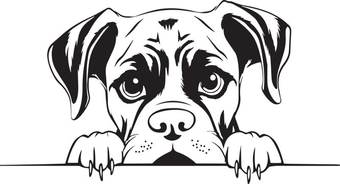  Peeking Boxer face, Dog head, isolated on a white background, Vector, Illustration
