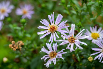 Close-up of the Symphyotrichum flower after the rain. Water drops on the petals, selective focus