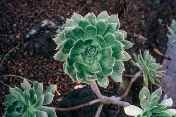 Succulent cactus in the garden