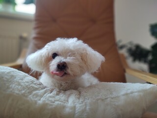 White cute Bichon dog sleeping on a pillow. Slovakia