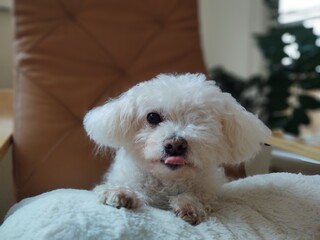 White cute Bichon dog sleeping on a pillow. Slovakia