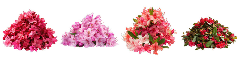 Rhododendron Flower Pile Of Heap Of Piled Up Together Hyperrealistic Highly Detailed Isolated On Transparent Background Png File