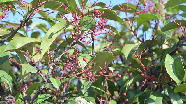 Photinia, Red Robin. Green and red leaves and white flowers of a Photinia in spring.