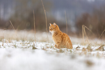 Roter Kater jagt im Schnee