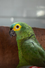 Amazona aestiva. Amazona aestiva, commonly known as papagaio-verdadeiro, is a bird from the family of psittacídos, native to eastern Brazil