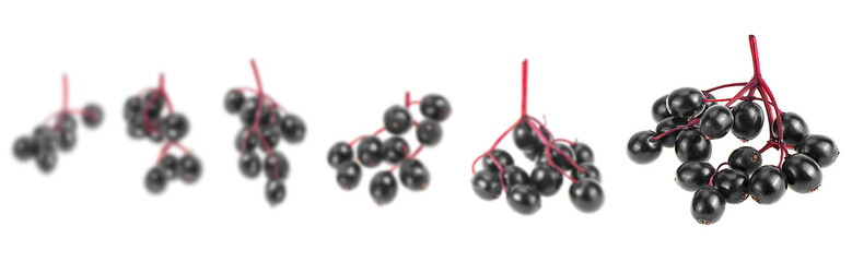 Small branches of elderberry isolated on a white background, selective focus. Fresh Sambucus berries.