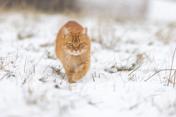 Roter Kater jagt im Schnee