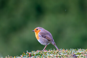 Robin on a bush