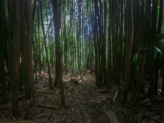 Haleakala National Park Bamboo Forest Hawaii