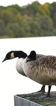 Kanadagänse auf einem Steg am Wasser sich umschauend