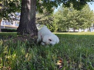 Cute Bichon dog Playing in the grass during summer or autumn. Slovakia