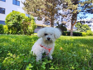 Cute Bichon dog Playing in the grass during summer or autumn. Slovakia