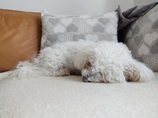 White cute Bichon dog sleeping on a pillow. Slovakia