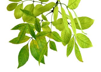 fresh green leaves border . on transparent without shadow. PNG