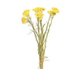 Naklejka na ściany i meble Dwarf everlast yellow flower isolated on white, Helichrysum arenarium