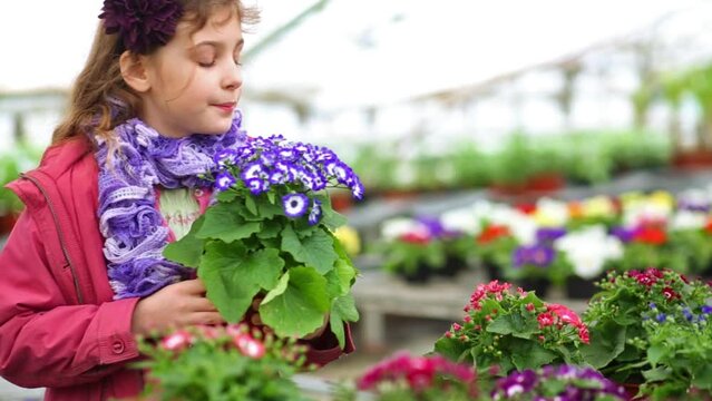 Girl in a pink jacket holding flower pot with cineraria 