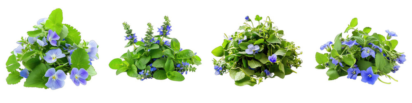 Speedwell Flower Pile Of Heap Of Piled Up Together Hyperrealistic Highly Detailed Isolated On Transparent Background Png File